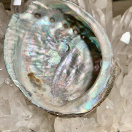 Abelone shell-schelp klein