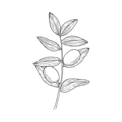 jojoba