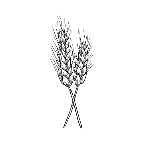 tarwekiem